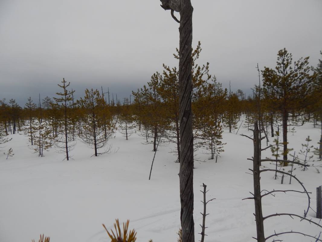 Зимний одиночный лыжный поход в мёртвую деревню Ухтынгирь через Котловские болота