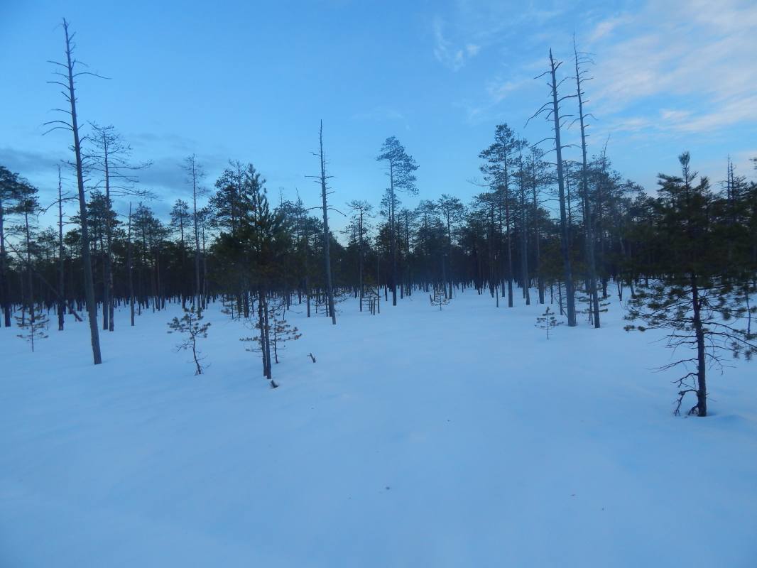 Зимний одиночный лыжный поход в мёртвую деревню Ухтынгирь через Котловские болота